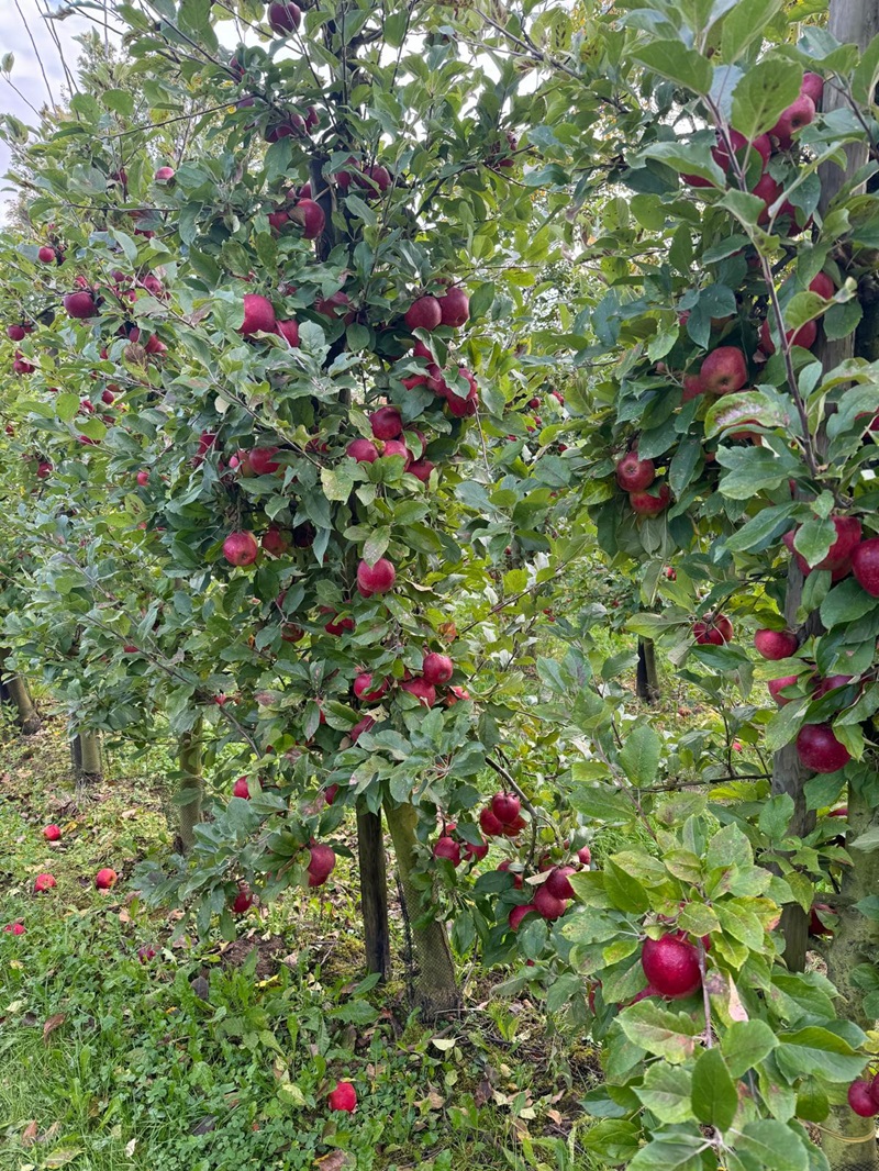 Erntezeit im Förderzentrum!-8