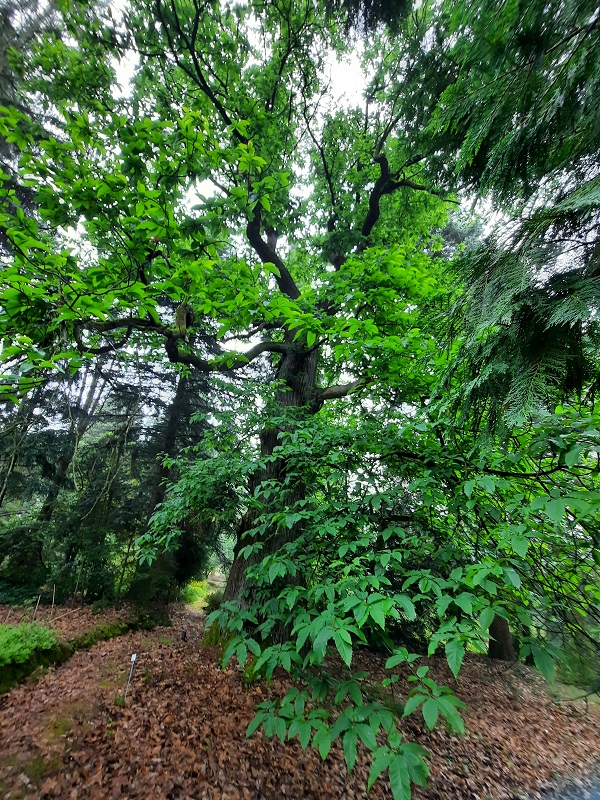 Fachexkursion in den Forstbotanischen Garten-7