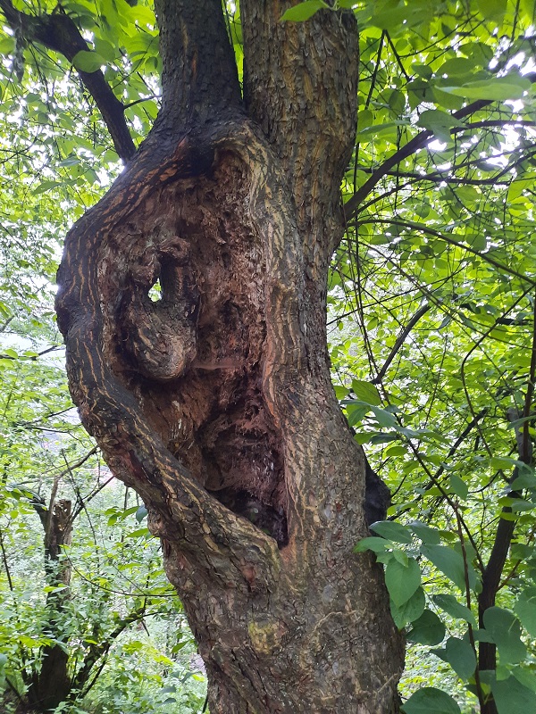 Fachexkursion in den Forstbotanischen Garten-8