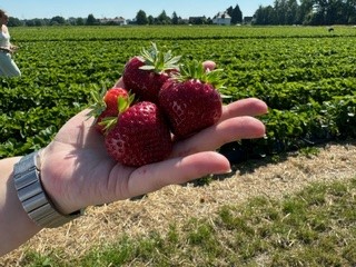 Erdbeeren!!!-3